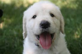 Golden retrievers has taken it's place as one of the most demanded dog breed all over the world. How Much Does A Golden Retriever Puppy Cost