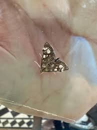 Image result for Nicolasia coronata