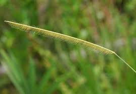 Image result for Ctenium