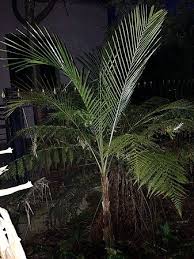 Image result for Rungia paxiana