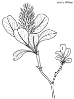 Printable coloring pages are fun and can help children develop important skills. Flowers Coloring Pages