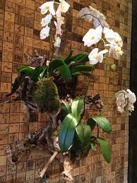 Driftwood Orchid Wall Hanging Must Have In The New Place From Christian Louboutin In Miami Design District Hanging Orchid Beautiful Orchids Orchids