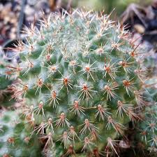 Image result for Clutia robusta