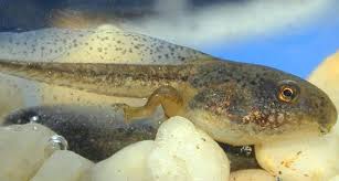 They are associated with freshwater habitat. Southern Chorus Frog Facts And Pictures