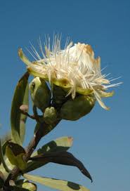 Image result for Aloe welwitschii