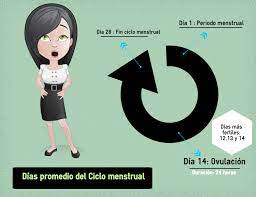 Cuanto Dura La Ovulacion Informate De Los Ciclos