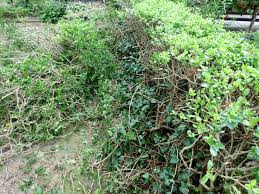 In dieser zeit hat sich der erste jahrestrieb der gehölze gebildet und der zweite steht kurz bevor. Ligusterhecke Zuruckschneiden Gartenbob De Der Garten Ratgeber