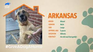 Prior to adopting a dog or cat from the nkla pet adoption center, adopters will need the knowledge and consent of their landlord. Animal Planet Is Helping Dogs And Cats Get Adopted With New Show Give A Dog A Home Live