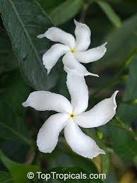 Image result for Tabernaemontana odoratissima