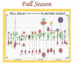 Spring Bulb Planting Depth Chart Part 1 Bulbs To Plant In