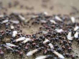 Because extermination of these pests can be expensive and also necessitate the use of harmful chemicals, many landlords are reluctant to as the first method of determining who is responsible for paying for pest control, look to the terms of the lease agreement. Pest Control Faq Milwaukee Bed Bug Treatment Rodent Removal Cockroach Infestation Wasp Exterminator Bed Bugs Control Services A Landlords Pest Management Milwaukee Wisconsin