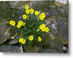 Image result for Oxalis pes-caprae