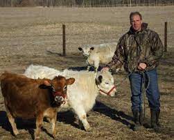 Raise Small Breed Milk Cows Mother Earth News