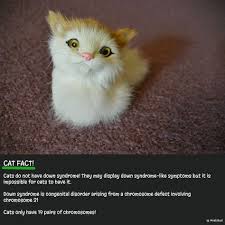 Cat Down Syndrome Cat Facts Cats Feline