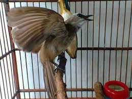 Postur tubuh ketika masih anakan, cukup mudah. Cara Merawat Burung Trucukan Agar Cepat Jinak Dan Gacor