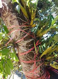 Cara tanam pokok orkid dan tips penjagaan. Antara Cara Mudah Nak Tanam Orkid Cok Orkid Kraf Facebook