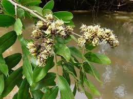 Image result for Brachystegia
