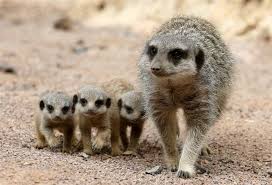 Incredibly Cute Meerkat Babies Make First Public Appearance Meerkat Animals Beautiful Baby Animals