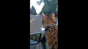 Our gallery of savannah studs showcases the magnificent cats for sale here at select exotics. These 4 Facts Show That Savannah Cats Act Like Dogs Purr Craze