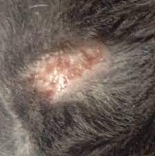 Our sweet cat has been in misery for a couple years, off and on, but now always on. Sores And Hair Loss On Cats Cheap Online