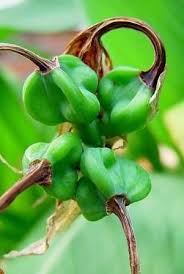 Image result for Ismene narcissiflora