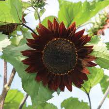 Stunning red pollen free blooms produced on dark branching stems. Rouge Royale F1 Sunflower Seed Johnny S Selected Seeds