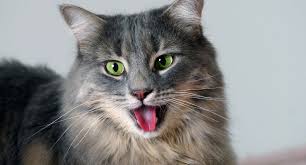 Not labored or open mouth. Heavy Breathing In Cats Difficulties Panting And Medical Emergencies