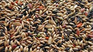 Rutin mengonsumsi biji selasih dapat meminimalisir dampak negatif dari nikotin yang didapat dari hasil hirupan asap rokok. 12 Manfaat Canary Seed Untuk Lovebird Ternak Paud Lomba