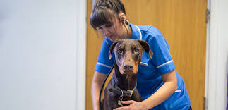 It can be a sign of a serious medical condition. Why Is My Dog Coughing What Should I Do My Family Vets