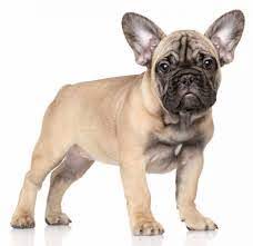 Dato che si tratta di un cane intelligente, l'addestramento dovrebbe essere relativamente semplice, ma potresti in realtà accorgerti che l'animale è un po' ostinato. Il Bouledogue Francese O Bulldog Francese Le Origini E Lo Standard