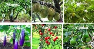 Jenis bunga yang paling lazim seperti bunga mawar, melati, tulip atau anggrek sudah banyak dibudidayakan di. Pengertian Ciri Ciri Dikotil Dan Monokotil Serta Contohnya