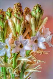 Flowers of tuberose are used for making artistic garlands, floral ornaments, bouquets, buttonholes kraft seeds gate garden rajnigandha double flowering fragrant polianthes tuberosa flower. Rajnigandha Flowers Flower Perfume Flower Painting Long Lasting Perfume