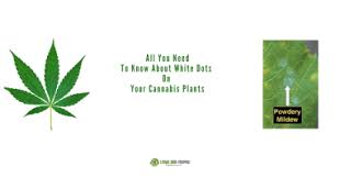 Remove damaged leaves at any point and dispose of them. White Spots On Marijuana Leaves Ganjashark Com