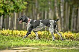 Image result for německý ohař drátosrstý stavba těla