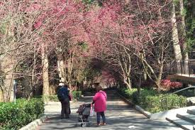 Apabila anda tertarik untuk mengunjunginya, anda simak dulu ulasan lengkap mengenai taman sakura di bawah ini. Tak Hanya Jepang Taman Sakura Juga Bisa Dilihat Di Taiwan