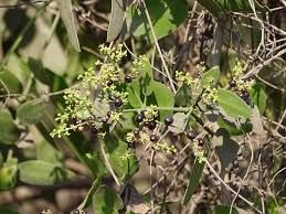 Image result for Salvadora