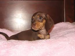 Dachshund puppies for sale alabama. Akc Female Dachshund Puppies For Sale In Fort Mitchell Alabama Classified Americanlisted Com