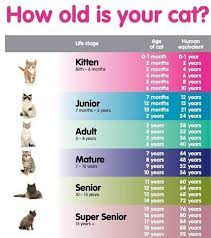 How Old Is Your Cat Album On Imgur Cat Years Cat Age Chart Cat Ages