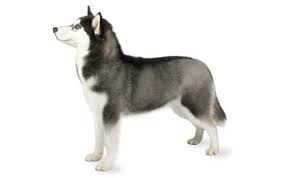 Nylon dog leash 6 feet long. Siberian Husky Dog Breed Information Pictures Characteristics Facts Dogtime