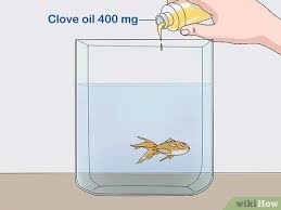 Why did my betta die after a water change? 3 Ways To Tell If Your Fish Is Dead Wikihow