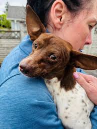 Update: He is with his family! 💚🐾🦴