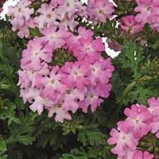 Verveine Vepita Frosted Pink En 2020 Fleur Jardiniere Plante Annuelle Verveine