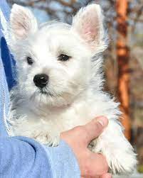 Westie Reminds Me Of The Ones I Had And Loved Westie Puppies Westie Dogs Westies