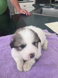 Black And White Great Pyrenees Black White Great Pyrenees Puppies For Sale 350 Each Great Pyrenees Puppy Great Pyrenees Pyrenees Puppies