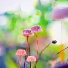 Image result for Marasmius sp.