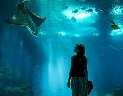 The 10 Best Biggest Aquariums In Las Vegas Ultimate Guide