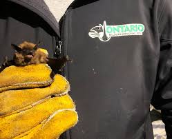 Even a single entry point can be the main entrance and exit for a sizable bat population, so even with the utmost effort, it can be difficult if not impossible for the untrained eye to notice all bat entry points. What Are The Top 10 Signs You Might Have A Bats In Your Attic