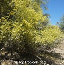 Image result for Parkinsonia africana