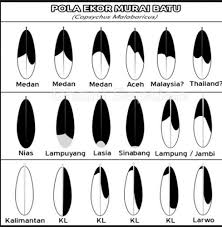 A wide variety of tudung malaysia options are available to you Om Kicau Om Publications Facebook