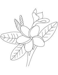 Image Result For Frangipani Flower Outline Flower Outline Flower Drawing Frangipani